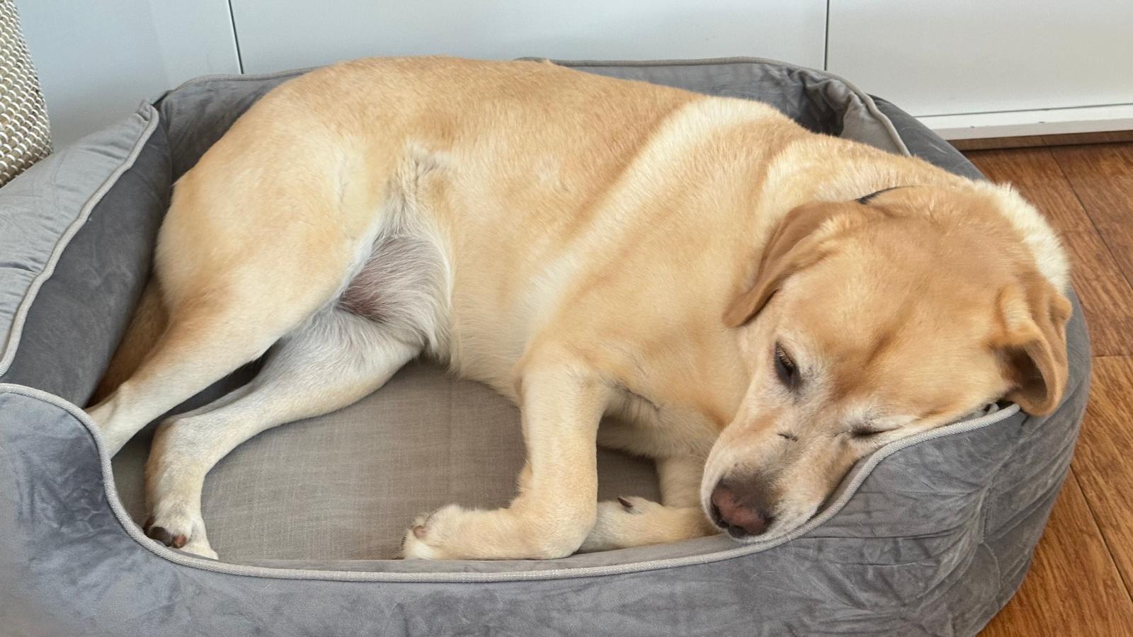 Understanding canine behavior: Why your dog refuses to use a new bed