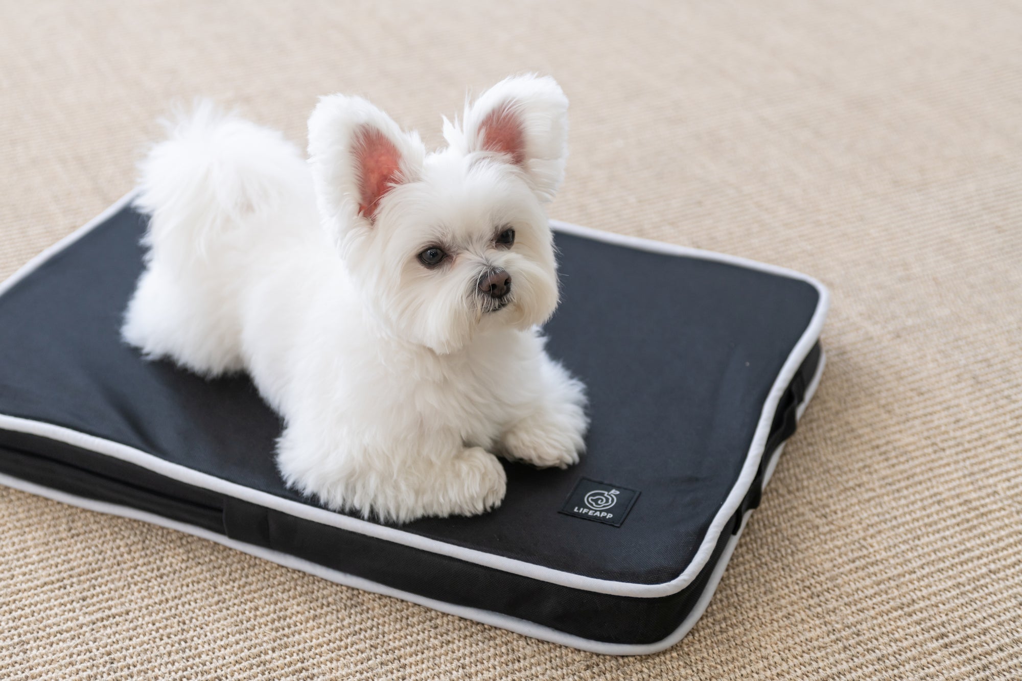 Orthopaedic Dog Cooling Bed - Black