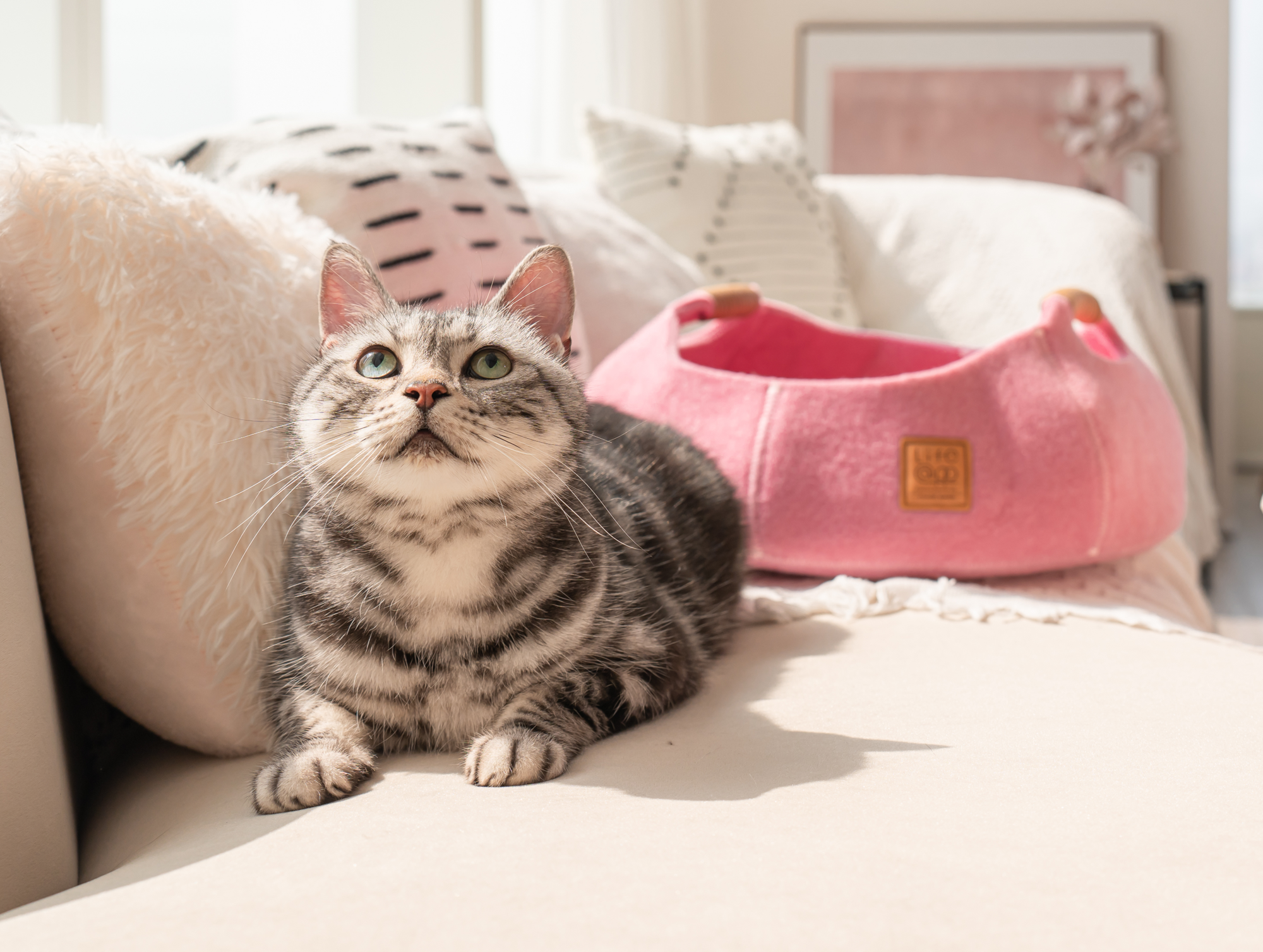 Cat Basket Bed Pink